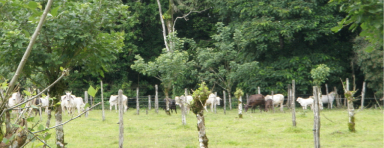 Costa_rica_pasture